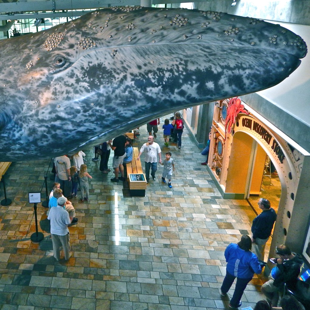 Detail of Humpback Whale sculpture at Monterey Bay Aquarium. First appeared in Killer Whale Journal.  Photo by Sharon Suzuki-Martinez